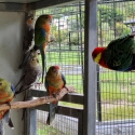 Parrots and others for Sale