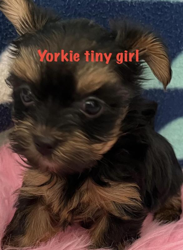 Tiny Yorkshire are sold another litter in few weeks