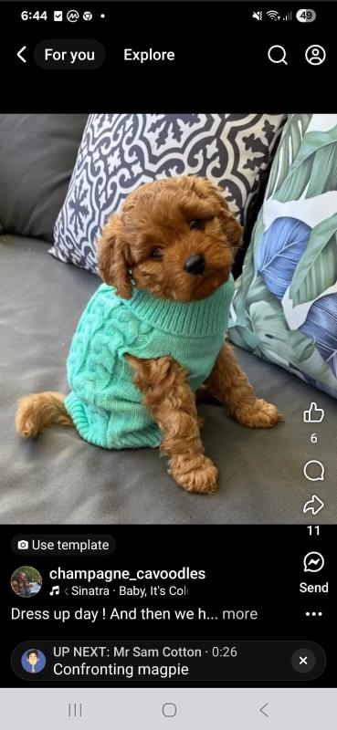 Gorgeous Cavoodles ( Theodores)