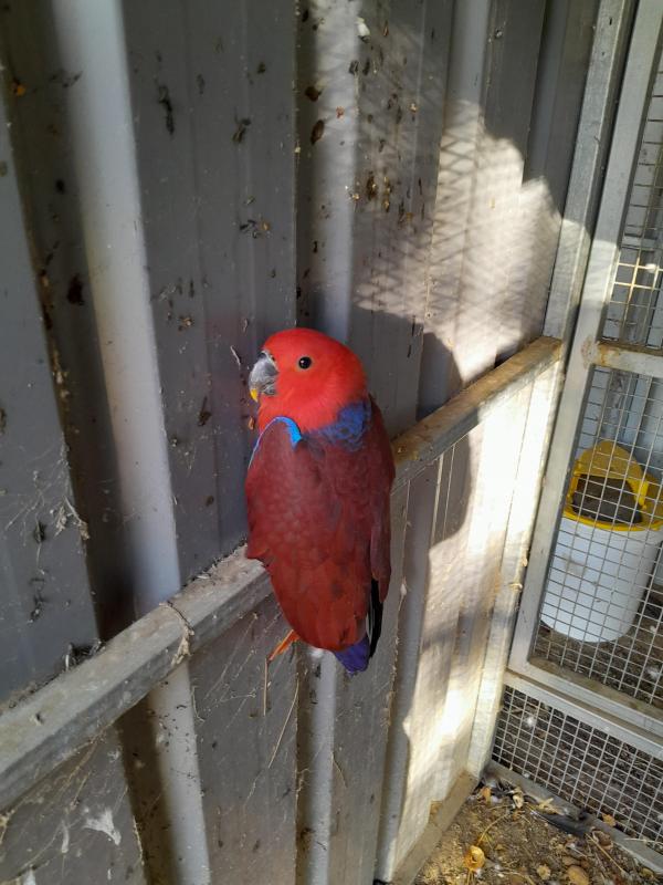 Ecelectus parent reared