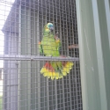 Bluefronted Amazons