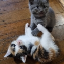 Persian x Manx Kittens