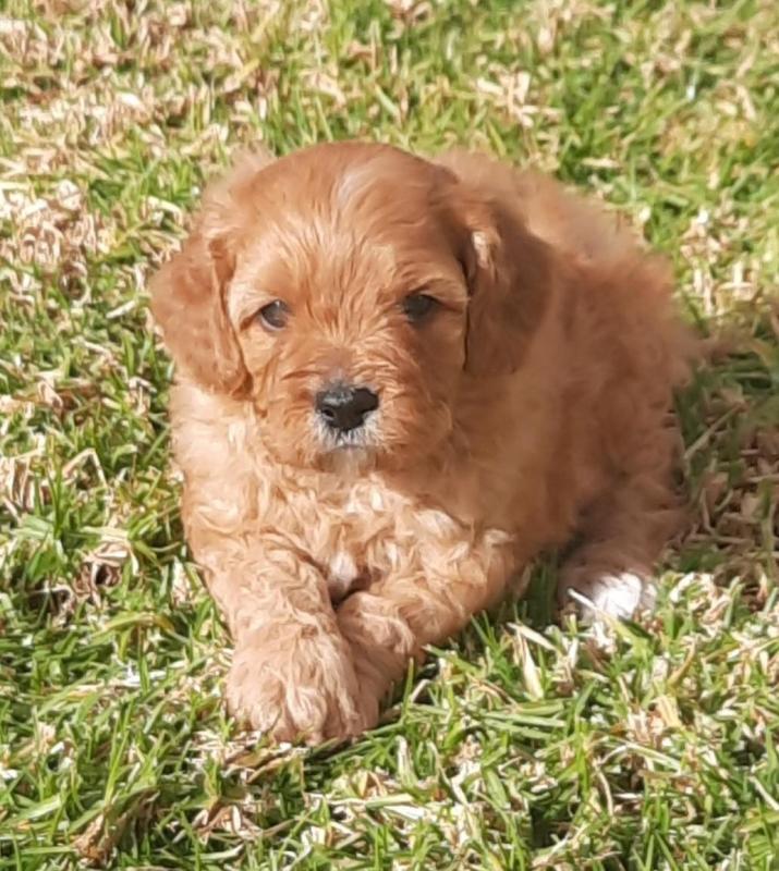 Minature Cavoodles