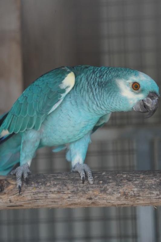 Blue Fronted Amazon mutations