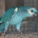 Blue Fronted Amazon mutations