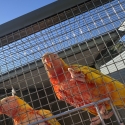 Lutino Rainbow lorikeets. Mature br pr