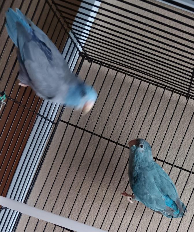Parrotlet breading pair