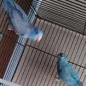 Parrotlet breading pair
