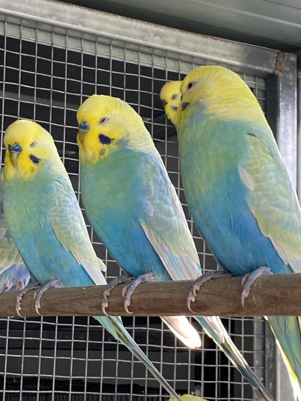 RAINBOW   BUDGIES SELL OUT !