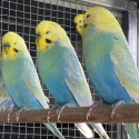 RAINBOW   BUDGIES SELL OUT !