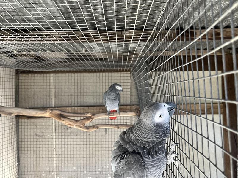 African greys 7yr old bonded pair