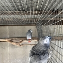 African greys 7yr old bonded pair