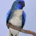 WTB Male White Fronted Scarlet