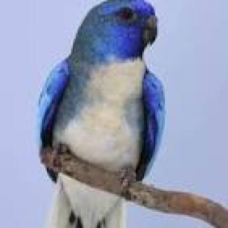WTB Male White Fronted Scarlet