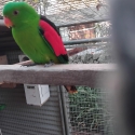Wanted red wing male