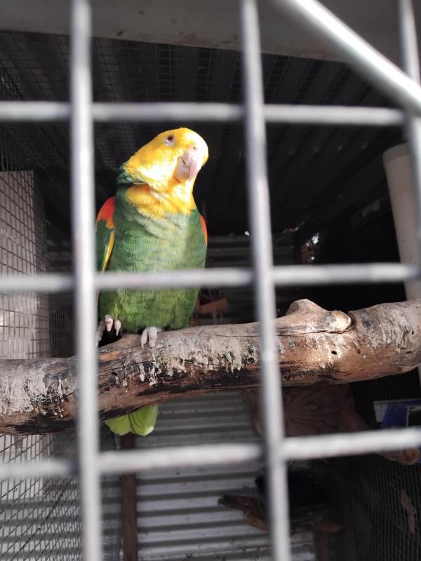 Double yellow headed Amazon's