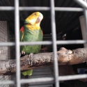 Double yellow headed Amazon's