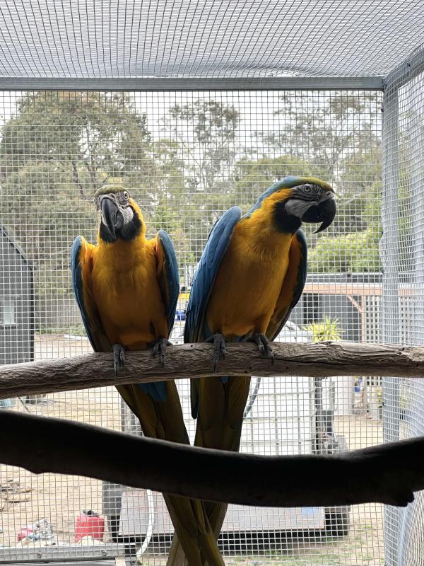 Blue and gold macaw proven pairs