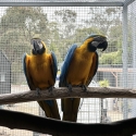 Blue and gold macaw proven pairs