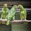 BIRDS GOING TO BALLARAT BIRD SALE