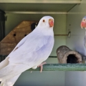 PRINCESS PARROT