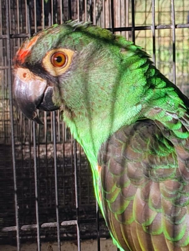 JARDINE'S + Blue & Gold Breeding Pr + 2 Hens + Burus + Figgies + Linnies