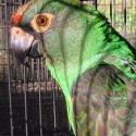 JARDINE'S + Blue & Gold Breeding Pr + 2 Hens + Burus + Figgies + Linnies