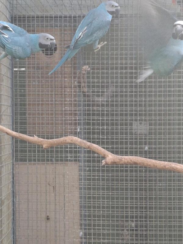 Downs Bird Breeders association Bird sale 23rd August