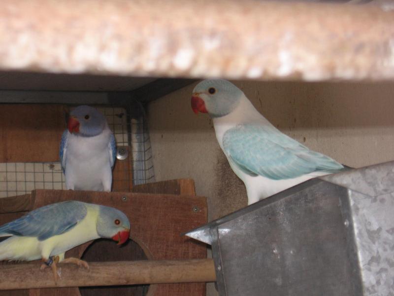 xxx vics ringnecks xxx