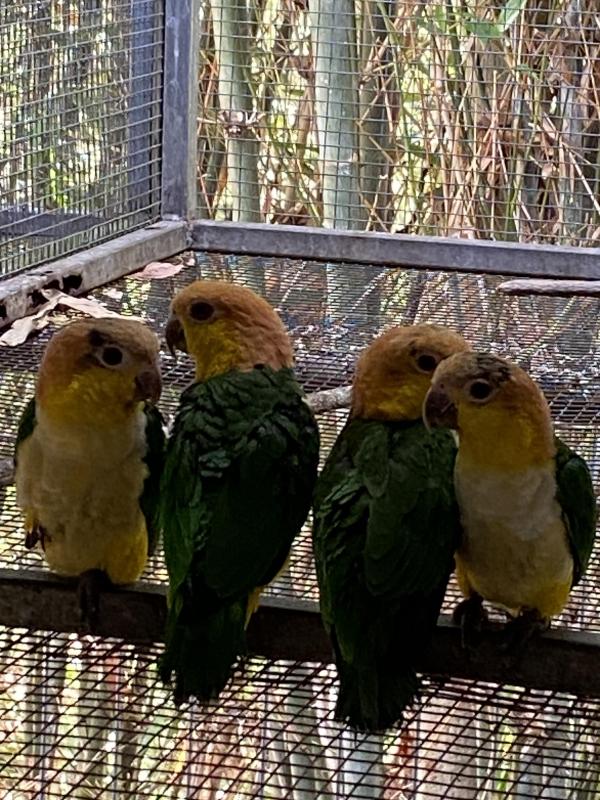 2024 WHITE BELLIED CAIQUES  AT TOOGOOLAWAH BIRD SALE SATURDAY, 26th JULY