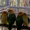 2024 WHITE BELLIED CAIQUES  AT TOOGOOLAWAH BIRD SALE SATURDAY, 26th JULY