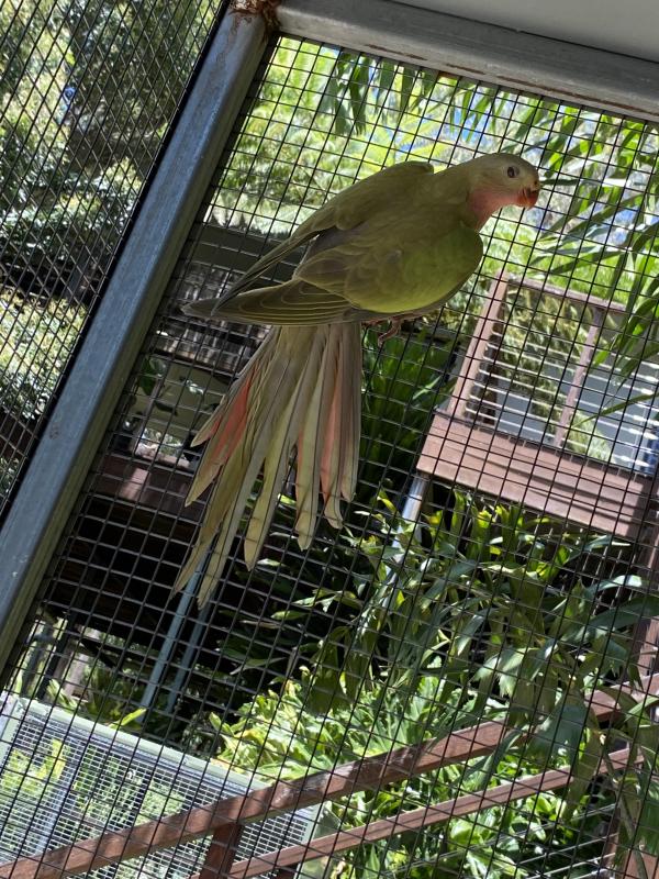 2024 PRINCESS PARROTS (LAST ONE)  AT TOOGOOLAWAH BIRD SALE SATURDAY, 26th JULY