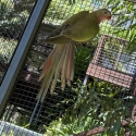 2024 PRINCESS PARROTS (LAST ONE)  AT TOOGOOLAWAH BIRD SALE SATURDAY, 26th JULY