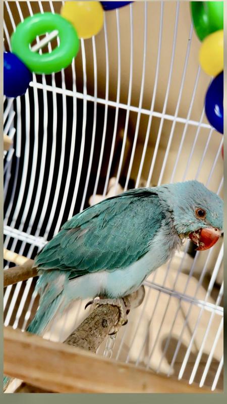 Selling kind ringneck female parrot 4 months