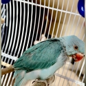 Selling kind ringneck female parrot 4 months