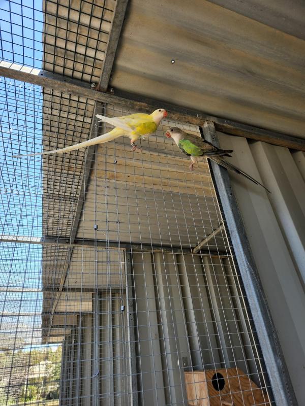 Birds can take to Ballarat sale, Princess Parrots, breed a Cremino