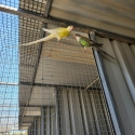 Birds can take to Ballarat sale, Princess Parrots, breed a Cremino