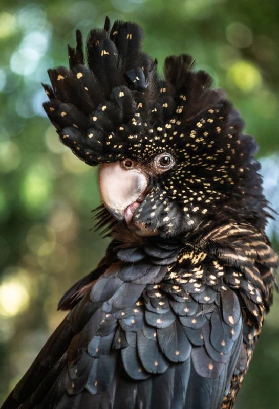 WTB - Hen Red-tailed black cockatoo