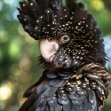 WTB - Hen Red-tailed black cockatoo