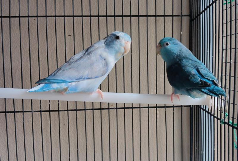Parrotlet breading pair