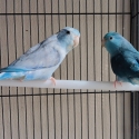 Parrotlet breading pair