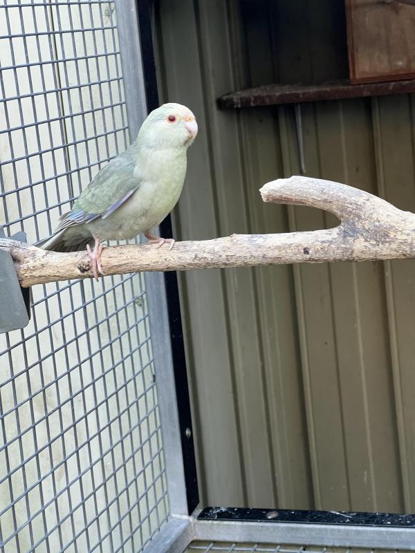 Kakariki mutations