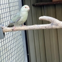 Kakariki mutations