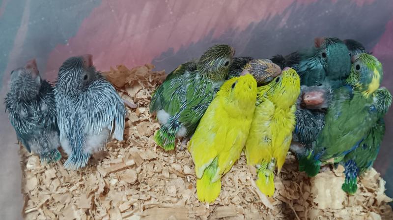Baby parrotlet hand raised