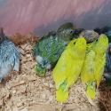 Baby parrotlet hand raised