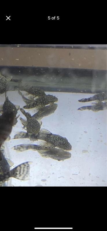 Bristlenose plecos