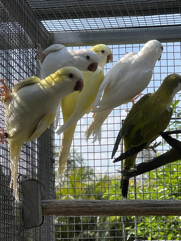 Albino quakers