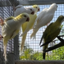 Albino quakers