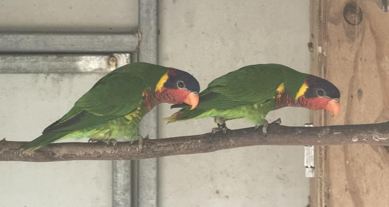 Ornate Lories young pair