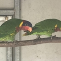Ornate Lories young pair